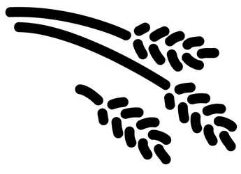 Illustration von Ährenzweigen